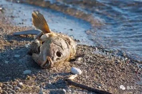 魚死掉怎麼處理|魚死了，水壞了，怎麼辦？